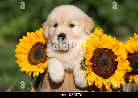 Chiot Golden Retriever dans le panier en bois avec des tournesols ; USA Banque D'Images