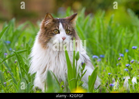 Portrait de chat domestique aux cheveux longs , assis dans l'herbe, France Banque D'Images