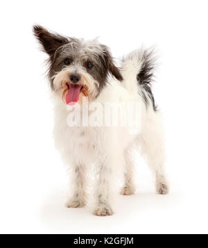 Noir et blanc de Jackapoo article chien. Banque D'Images