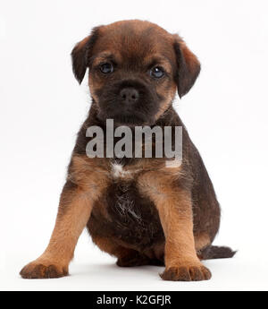 Border Terrier puppy, l'âge de 5 semaines. Banque D'Images