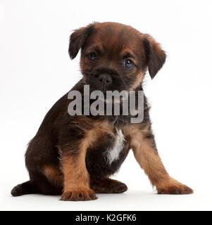 Border Terrier puppy, l'âge de 5 semaines. Banque D'Images