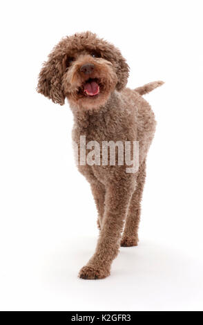 Lagotto Romagnolo marche à pied. Banque D'Images