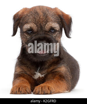 Border Terrier puppy, l'âge de 8 semaines. Banque D'Images