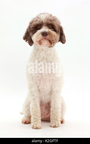 Lagotto Romagnolo chien assis. Banque D'Images