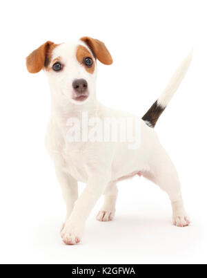 Jack Russell Terrier puppy marche à pied. Banque D'Images