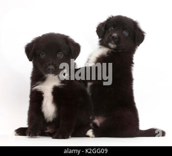 Noir ludique et blanc chiots berger américain miniature, l'âge de 5 semaines. Banque D'Images