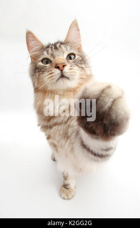 Silver Tabby cat, Loki, l'âge de 7 mois, pour atteindre vers la caméra Banque D'Images