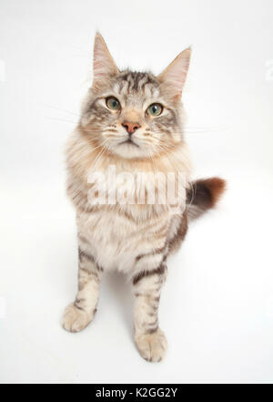 Silver Tabby cat, Loki, l'âge de 7 mois. Banque D'Images