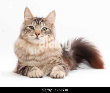 Silver Tabby cat, Loki, l'âge de 7 mois. Banque D'Images