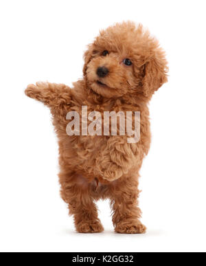 Labradoodle puppy Toy rouge sauter de haut. Banque D'Images