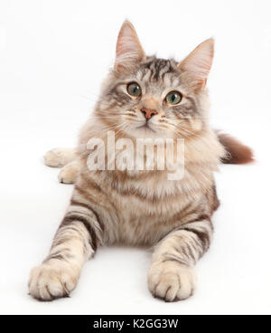 Silver Tabby cat, Loki, l'âge de 7 mois. Banque D'Images