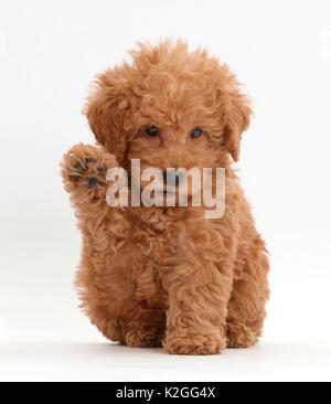 Labradoodle puppy Toy rouge la patte. Banque D'Images