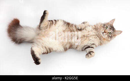 Silver Tabby cat, Loki, l'âge de 7 mois, couché sur le dos et en haut. Banque D'Images