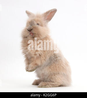 Jeune lapin debout. Banque D'Images