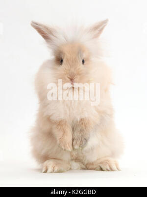 Lapin Beige debout sur ses pattes. Banque D'Images