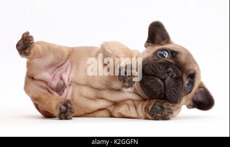 Chiot bouledogue français, âgés de moins de 5 semaines, allongé sur le côté. Banque D'Images