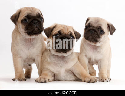 Trois chiots pug. Banque D'Images