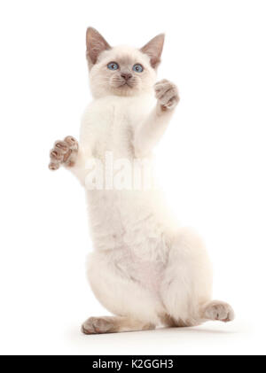 Blue-point kitten playing, debout sur ses pattes. Banque D'Images