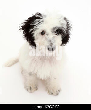 Le noir et blanc Cockapoo chiot. Banque D'Images