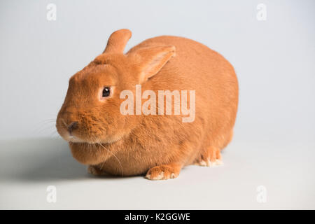 Nouvelle-zélande lapin, couleur rouge. Banque D'Images