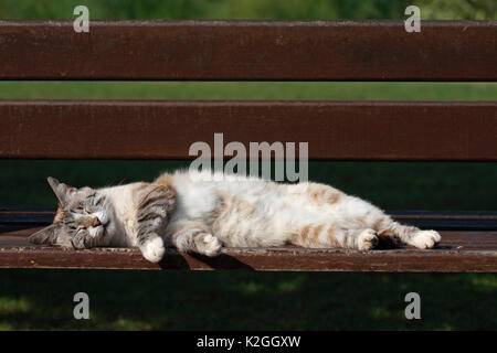 Chat domestique (Felis catus) dormir sur un banc de parc, dans le jardin botanique, Var, Provence, France, juin. Banque D'Images