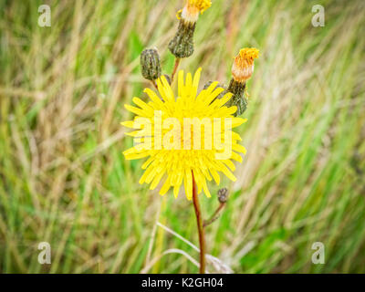 Close up d'un pissenlit jaune vif, avec trois bourgeons, grandissant dans le soleil de l'été. Banque D'Images