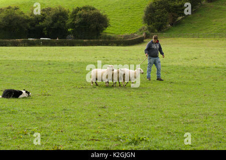 Un agriculteur et son Welsh Border Collie en compétition dans la vallée 12 annuel chien cliniques dans le Nord du Pays de Galles 12 Glyn Banque D'Images