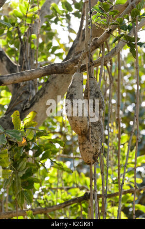 Arbre généalogique de saucisses Kigelia africana (syn. kigelia pinnata) Banque D'Images