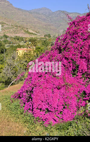 Bougainvilliers, Gran Canaria, Espagne Banque D'Images