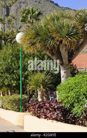 Canaries dragonnier (Dracaena draco), Mogán, Gran Canaria, Espagne Banque D'Images