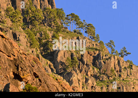 Île des canaries pin (Pinus canariensis), Gran Canaria, Espagne Banque D'Images