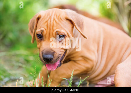 Photo portrait of a cute Rhodesian Ridgeback puppy Banque D'Images