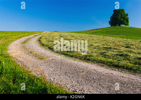 Photo d'une route de terre dans la campagne menant à un seul arbre dans la distance. Banque D'Images