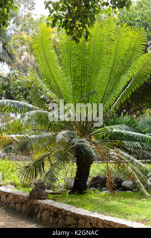 Reine baquois (Cycas circinalis) Banque D'Images