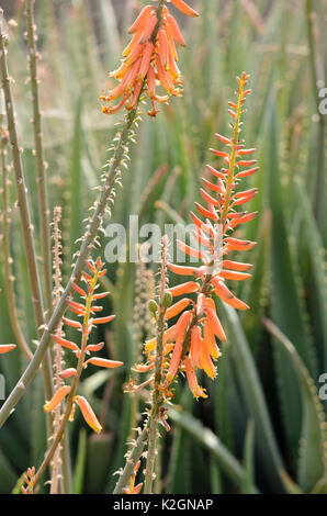 L'aloès (Aloe Vera Aloe Barbadensis) syn. Banque D'Images