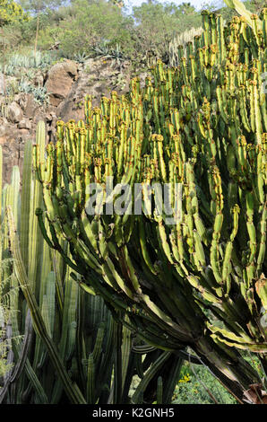 Arbre candélabre (Euphorbia candelabrum) Banque D'Images