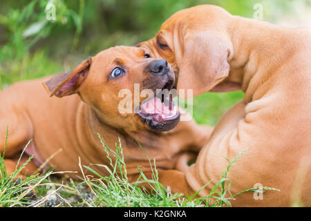 Deux mignon chiots Rhodesian Ridgeback romping sont à l'extérieur Banque D'Images