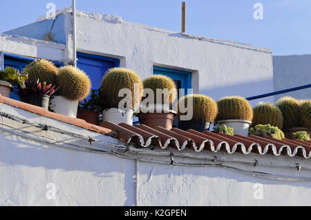 Golden barrel cactus (bateau à quille) dans un jardin sur le toit,, Puerto de las Nieves, Gran Canaria, Espagne Banque D'Images