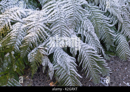 Bouclier dur (fougère polystichum aculeatum) avec givre Banque D'Images