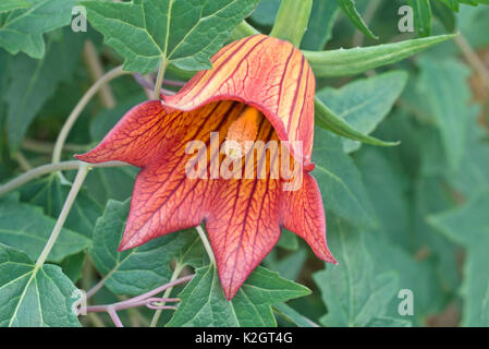 Canary Island bellflower (alhambra canariensis) Banque D'Images