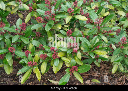 (Skimmia japonica skimmia japonais 'rubella') Banque D'Images