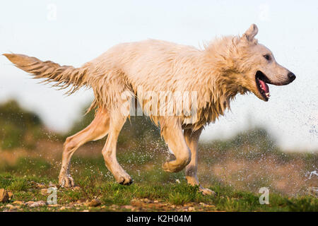 Photo d'un chien berger allemand blanc humide qui longe la frontière d'un lac Banque D'Images