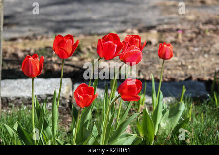 Tulipes rouges en fleurs fond flou Banque D'Images