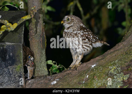 Chouette chevêche (Athene noctua) adulte (à gauche), de quitter le nichoir et offrant une souris à l'oisillon juste unfledged même dans le parcours d'un Appletree Banque D'Images