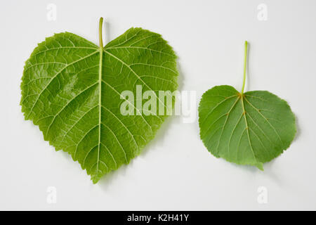 Grandes feuilles (Tilia platyphyllos) Lime côté gauche, feuille et littel-leaved LIme (Tilia cordata) feuilles, côté droit Banque D'Images