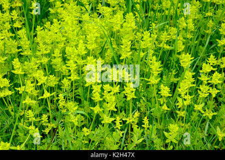 Cruciata laevipes Crosswort (floraison), Banque D'Images
