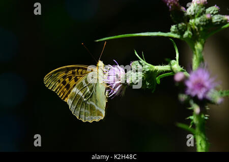 Silver-lavé fritillary (Argynnis paphia) papillon d'une fleur de chardon d'alimentation Banque D'Images