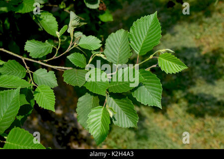 L'aulne gris, gris ancien ( Alnus incana), branche avec des feuilles. Banque D'Images