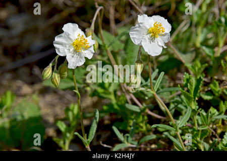 .White Rock Rose Helianthemum apenninum (fleurs), Banque D'Images