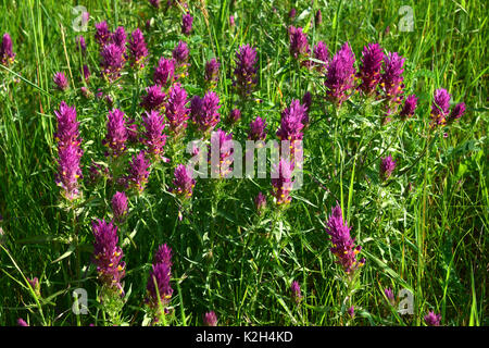 Domaine du blé de vache (Melampyrum arvense), les plantes à fleurs Banque D'Images